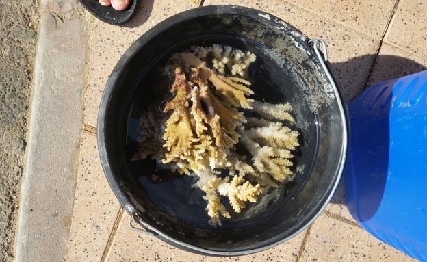 אלמוגים שנמצאו בחוף קצא"א (צילום: יחסי ציבור)