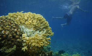אלמוגים פגועים באילת (צילום: יחסי ציבור)