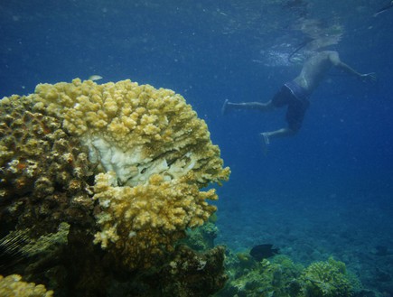 אלמוגים פגועים באילת (צילום: יחסי ציבור)