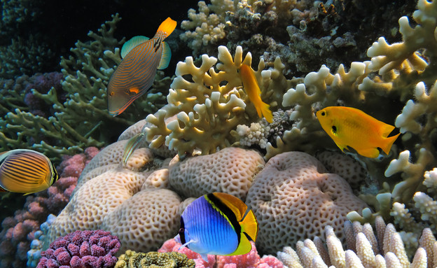 אלמוגים בים סוף (צילום: Vlad61, ShutterStock)