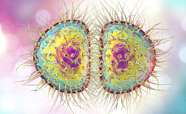 חיידקי זיבה (צילום: Kateryna Kon, Shutterstock)