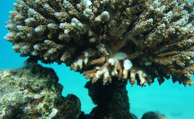 אלמוגים פגועים בים (צילום: להציל את שונית קצא"א)