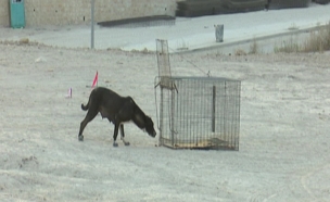 כלב משוטט בבית שמש (צילום: חדשות 2)