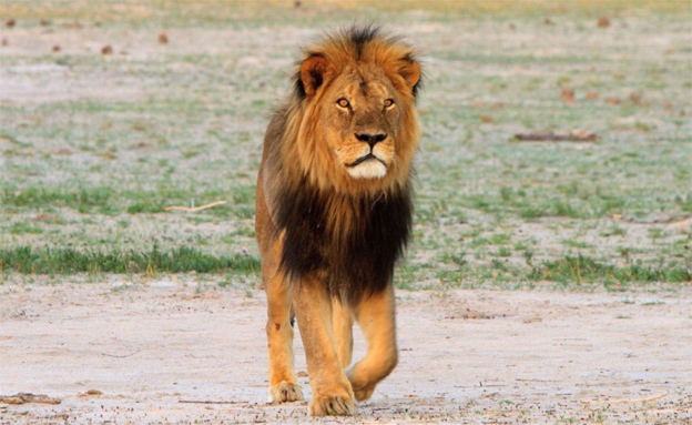 ססיל האריה, ארכיון (צילום: רויטרס)