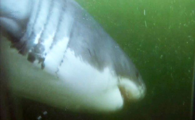 תחרות שחייה פלפס נגד כריש לבן (צילום: חדשות 2)