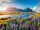 הפריחה באיסלנד (צילום: Andrew Iwanicki, shutterstock)
