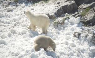 צפו: דובי הקוטב משחקים בשלג (צילום: all about lapland‏)