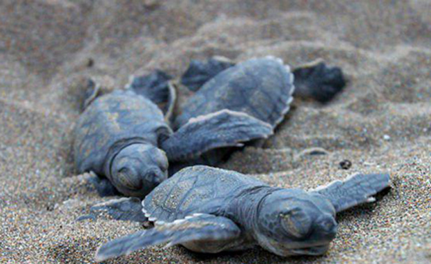 צבי הים, שורדים את הבקיעה, מתים בים (צילום: SKY NEWS)