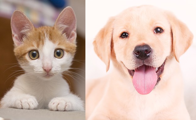 כלב וחתול (צילום: tnv, Shutterstock)