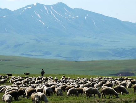 כבשים גאורגיות לבטן אירנית - בקווקז הנמוך (צילום: טריפולוג'י)