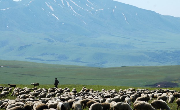 כבשים גאורגיות לבטן אירנית - בקווקז הנמוך (צילום: טריפולוג'י)