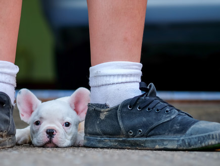 כלב בין נעליים שחורות מרופטות (אילוסטרציה: sarawutnirothon, Shutterstock)