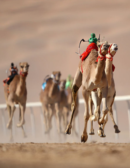 רובוטים רוכבים על גמלים במירוץ באבו דאבי (צילום: Francois Nel, getty images)