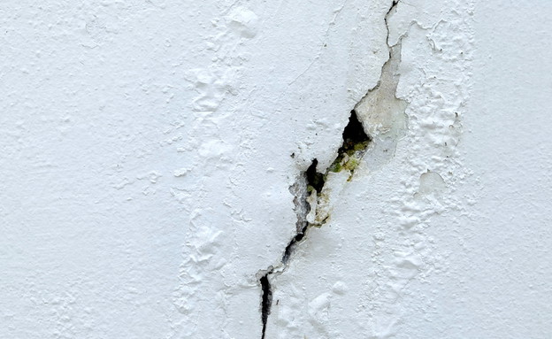 נמלים, סדק בקיר (צילום: Smocool87, Shutterstock)