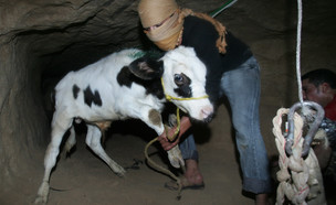 מנהרות הברחה  (צילום: Abid Katib, GettyImages IL)