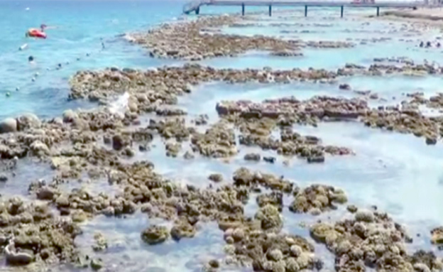 צפו: כשהאלמוגים יוצאים ממי הים (צילום: חדשות 2)