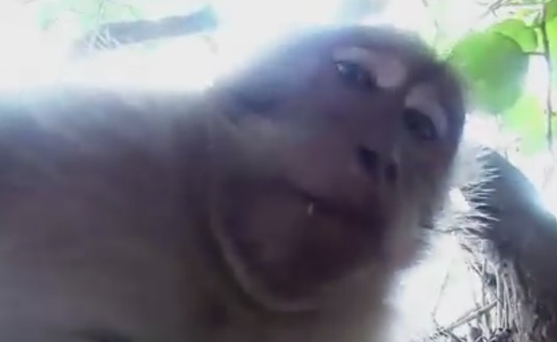 קוף גונב מצלמה (צילום: יחסי ציבור)
