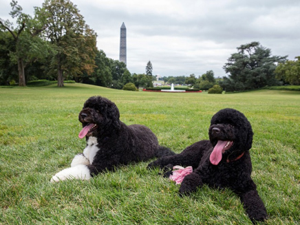 הכלבים של אובמה. האחרונים בבית הלבן (צילום: רויטרס)
