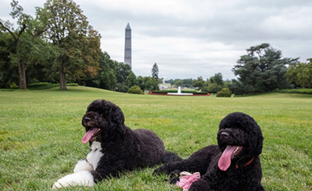 הכלבים של אובמה. האחרונים בבית הלבן (צילום: רויטרס)