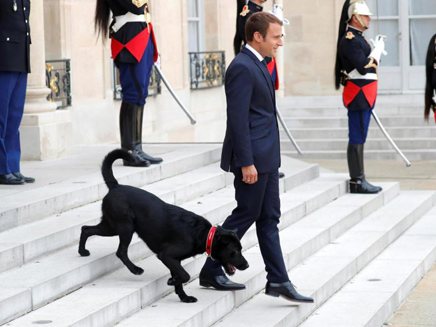 הנשיא מקרון והכלב נמו בארמון האליזה (צילום: רויטרס)