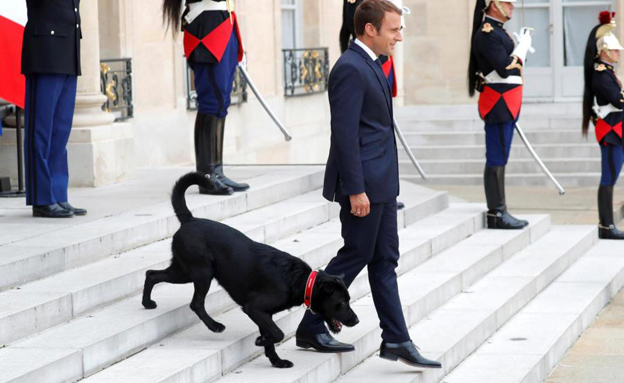 הנשיא מקרון והכלב נמו בארמון האליזה (צילום: רויטרס)