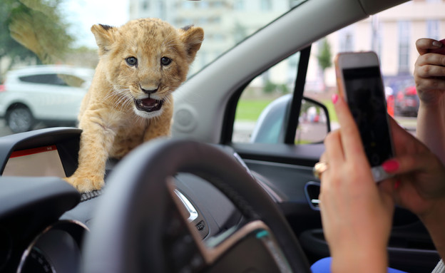 דאשבורד (צילום: Pavel L Photo and Video, Shutterstock)