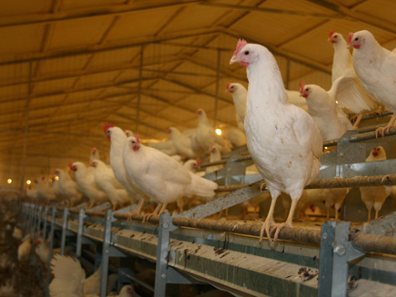 תחקיר על תרנגולות (צילום: אלון שני חדשות 2)