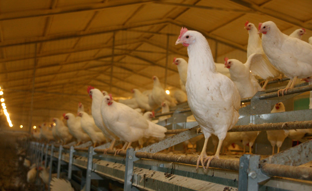 תחקיר על תרנגולות (צילום: אלון שני חדשות 2)