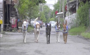 כלבי האשומרת יגנו על רחובות תאילנד (צילום: רויטרס)