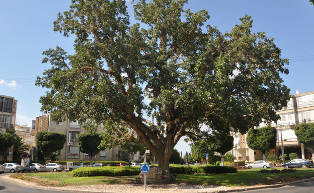 כיכר השבעה בשכונת אגרובנק בחולון (צילום: בלוג טיול בעיר)