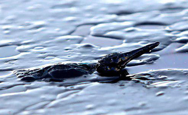 ציפור ים נאבקת לצוף מול חוף סלמינה (צילום: רויטרס)