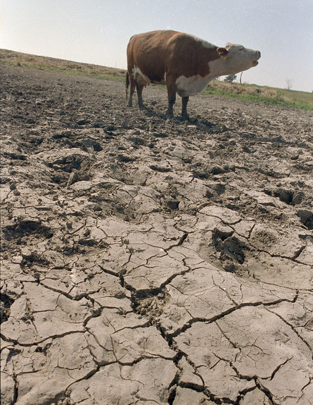 פרה בשדה שהתייבש בעקבות הבצורת באמריקה ב-1988 (צילום: ap)