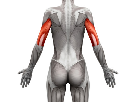 שריר הזרוע התלת-ראשי (הדמיה: shutterstock: decade3d - anatomy online)