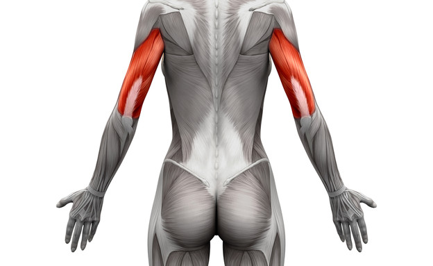 שריר הזרוע התלת-ראשי (הדמיה: shutterstock: decade3d - anatomy online)