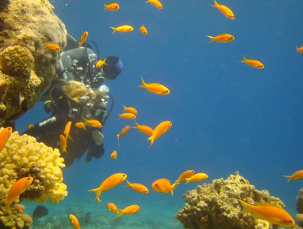 שמורת חוף האלמוגים (צילום: יחסי ציבור, ויקיפדיה)