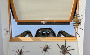 עכביש ענק (צילום: shutterstock)