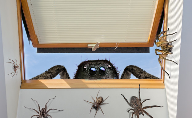 עכביש ענק (צילום: shutterstock)