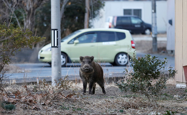 חזירי הבר "מהגרים" לסביבה העירונית (צילום: רויטרס)