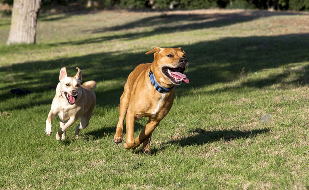 כלבים משחקים בפארק (צילום: By Dafna A.meron)