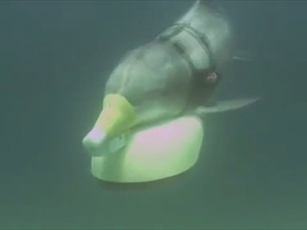 הדולפינים מנטרלים מוקשים (צילום: CNN)