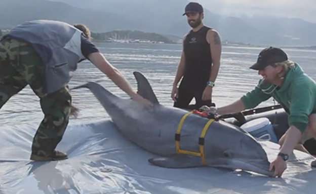 צפו: דולפינים נגד טרור (צילום: CNN)