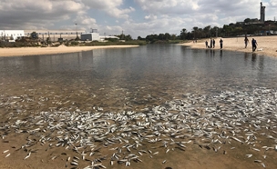 עשרות אלפי דגים נסחפו לגדה (צילום: עיריית אשדוד)
