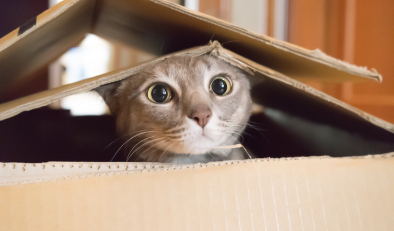 חתול (צילום: Shutterstock, מעריב לנוער)