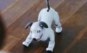 הכלב-רובוט החדש של סוני (תמונת AVI: סוני, יוטיוב)
