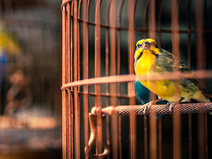 כלוב, ציפור (צילום: 123RF)
