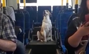 כלב עולה לבד לאוטובוס (צילום: שמעון אוחנה, קבוצת באר שבע ביחד)