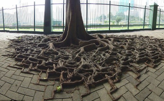 עצים מטורללים (צילום: ספליטפיקס)