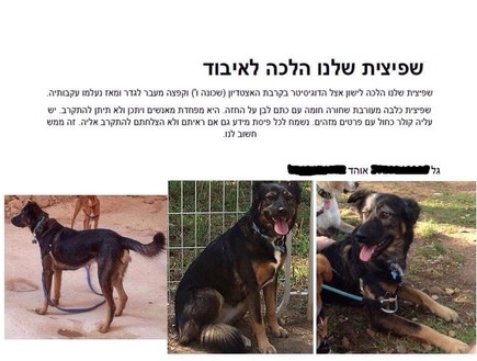 מחפשים את שפיצית