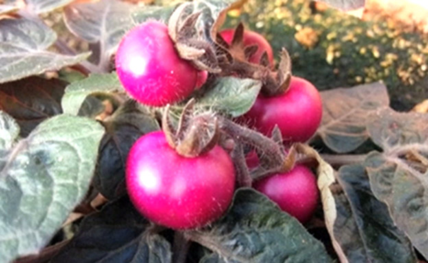 עגבניה סגולה וחציל אדום: חדשים ובריאים (צילום: רויטרס)