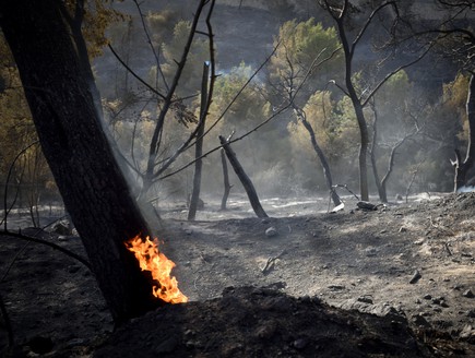 שריפה בכרמל (צילום: גילי יערי פלאש 90)
